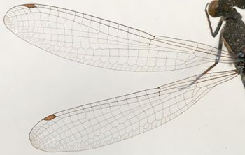 Media type: image; Entomology 12460   Aspect: wing
